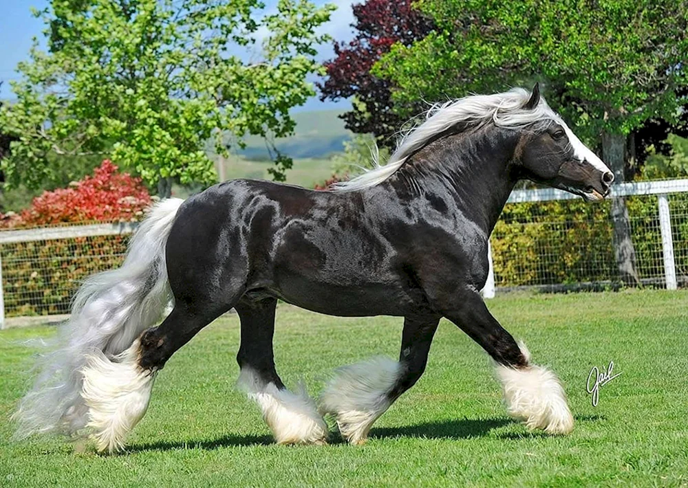 Zigeunerpferd Tinker