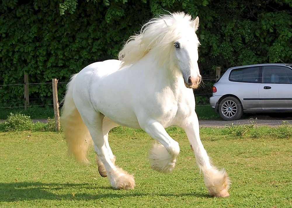 Weißes Pferd