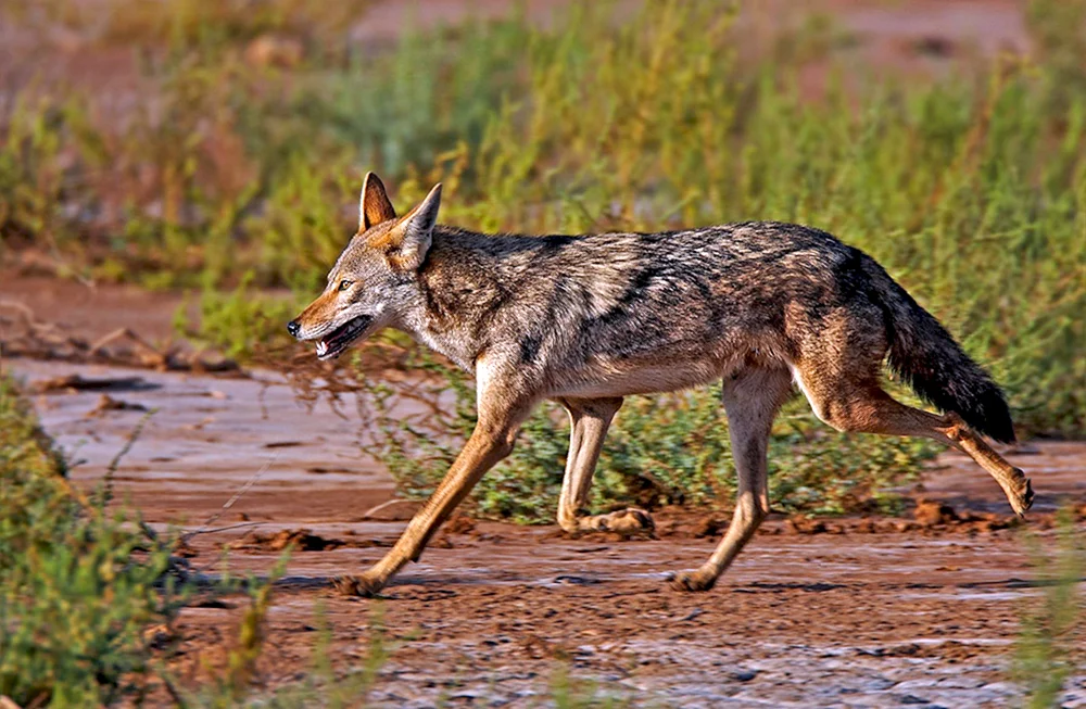Wangenschakal canis mesomelas