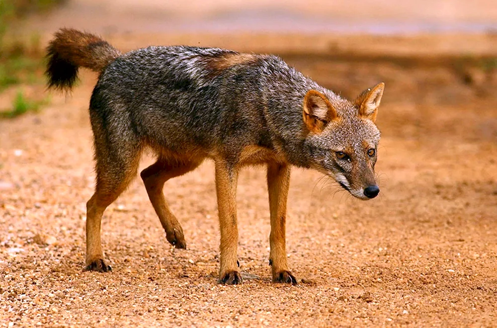 Wangenschakal Cheprachny canis mesomelas