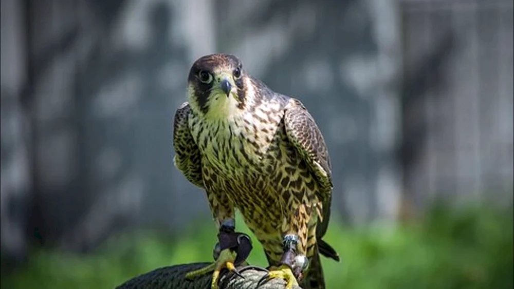 Hawk Raufußhuhn im Flug Sakerfalke im Flug Weißkopfseeadler Drachenfalke Raubvögel Wanderfalke Tauchen Wanderfalke Wanderfalke Schahin Raubvogel Falconiformes.
