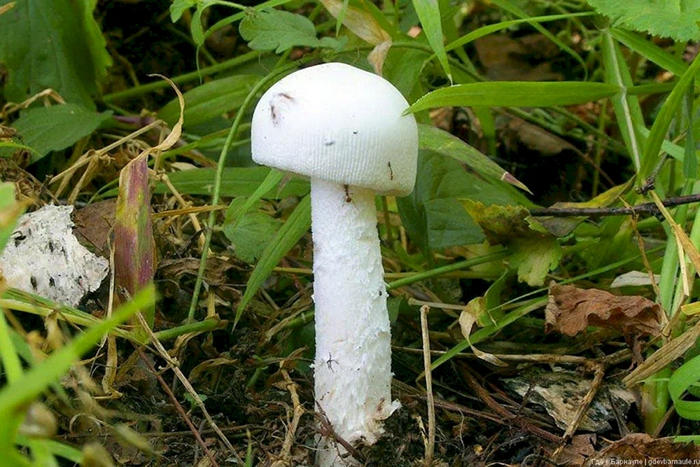Weißer Knollenblätterpilz