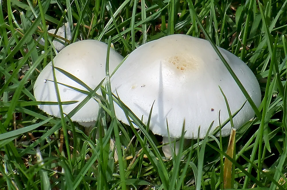 Essbare Pilze von weißer Farbe. Weißer Pilz