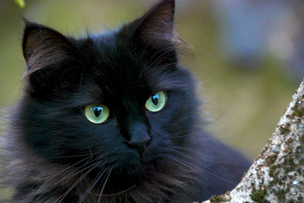 Schwarze Katze