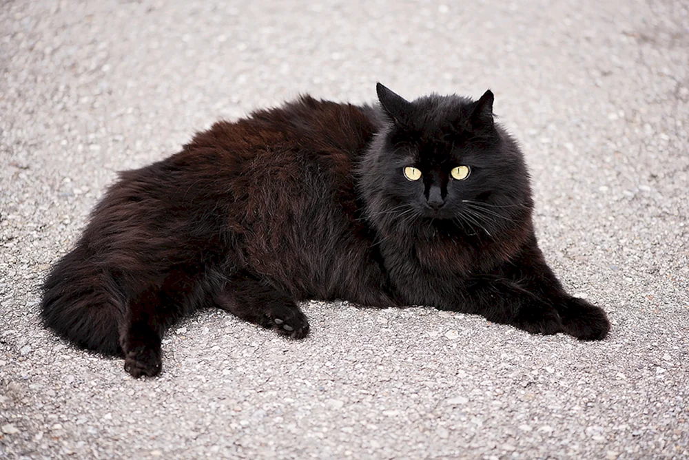 Chantilly Tiffany Katze