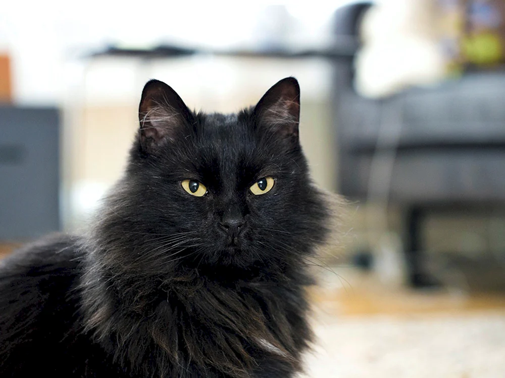 Sibirische Langhaarkatze schwarz