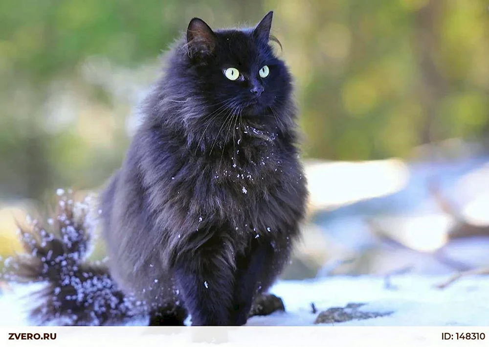 Sibirische Langhaar schwarze Katze