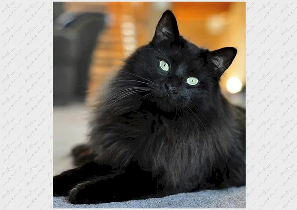 Sibirische Katze schwarz Foto