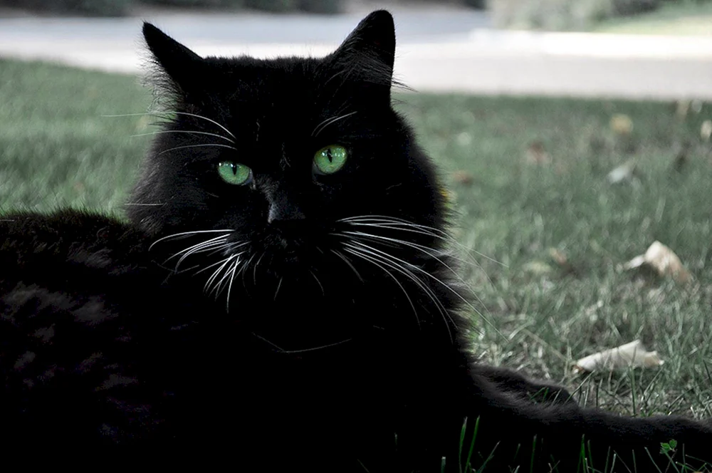 Chantilly Tiffany Katze