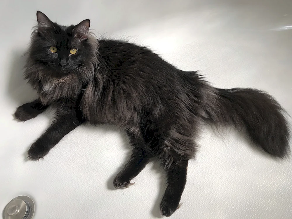 Sibirische Katze Solid Black