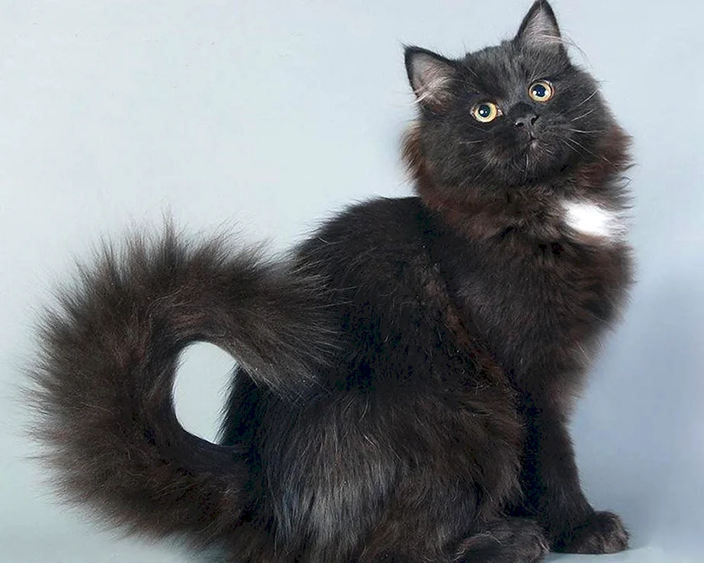 Chantilly Tiffany Katze