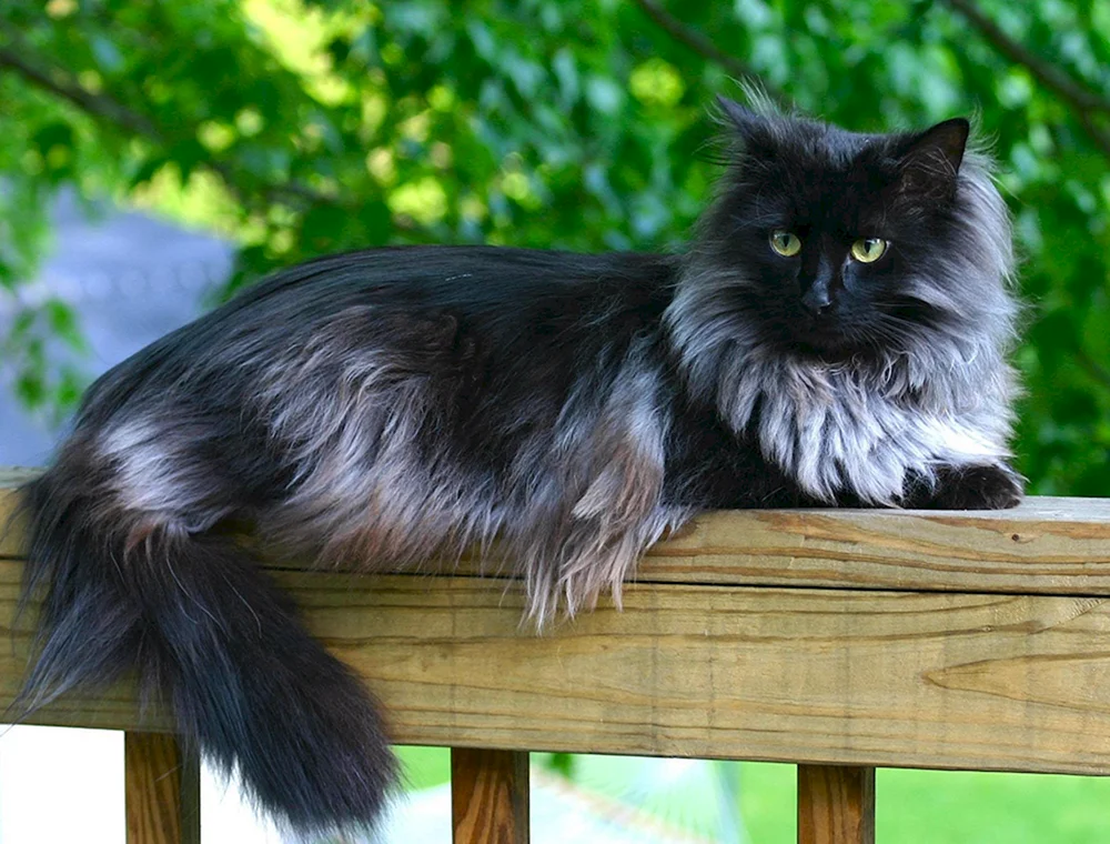 Sibirische Langhaar schwarze Katze
