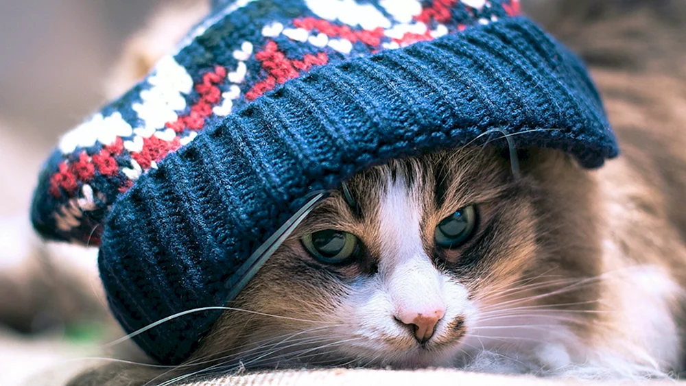 Künstler Alexander Zavaliy Katzen