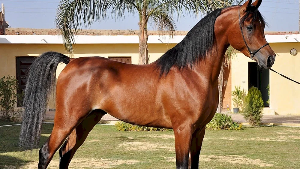 Sharif Danser Pferd