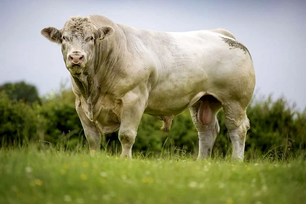 Aberdeen-Angus-Rasse der Kühe