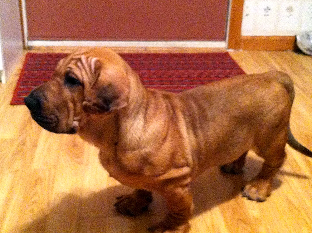 Sharpei und Husky Mix