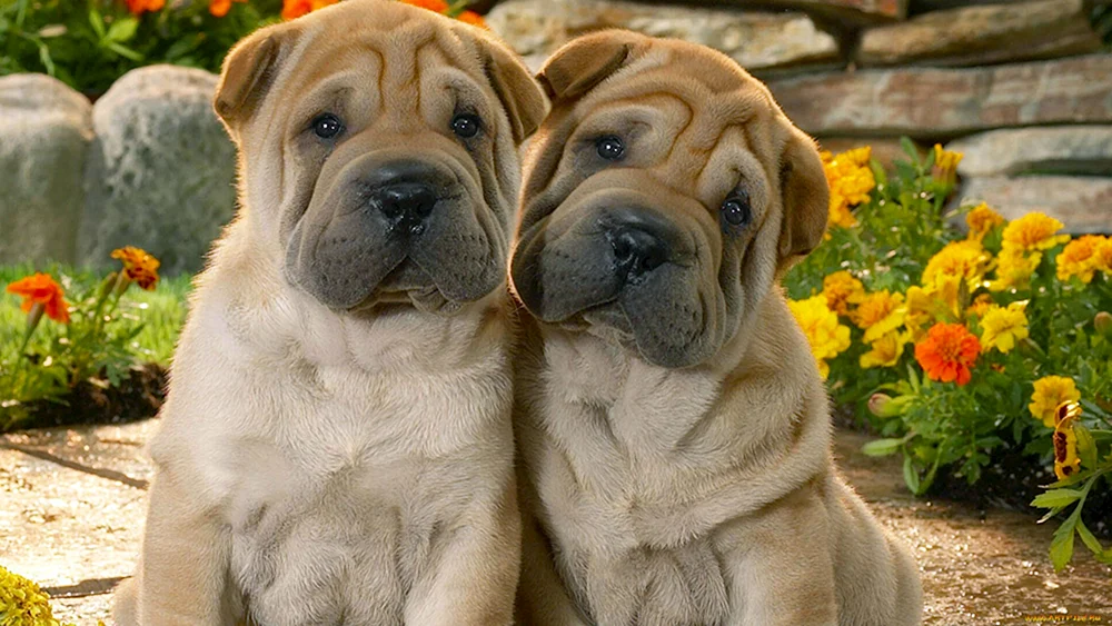 Sharpei Europäischer Hund