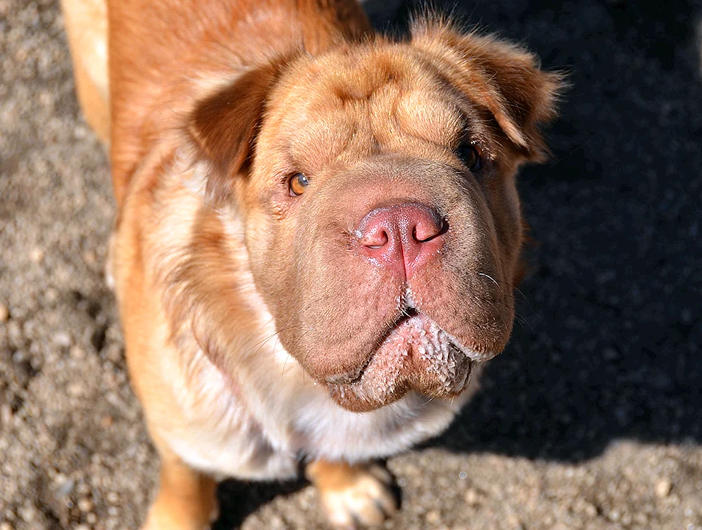 Mestis von Sharpei