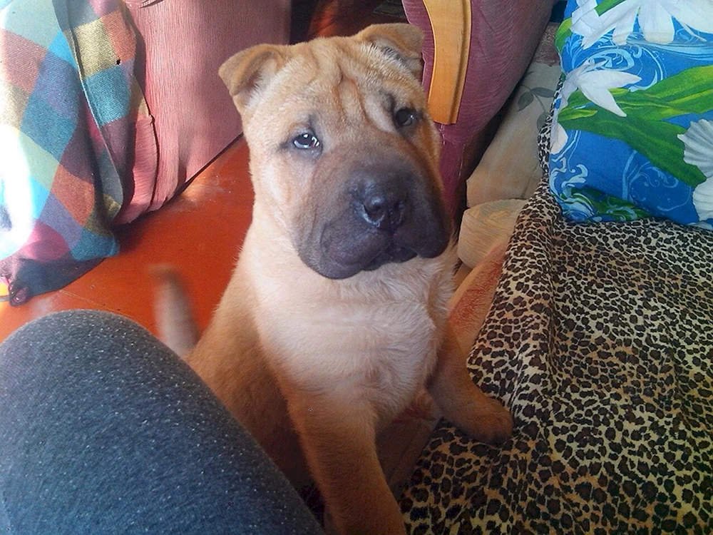 Sharpei und Stafford