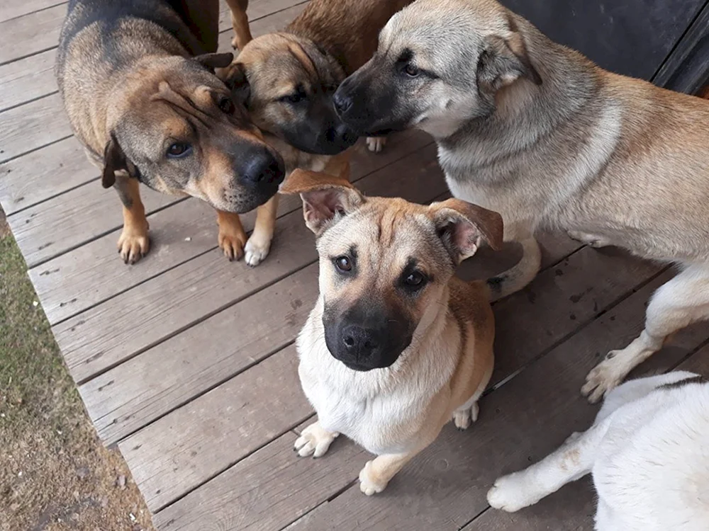 Sharpei und Labrador