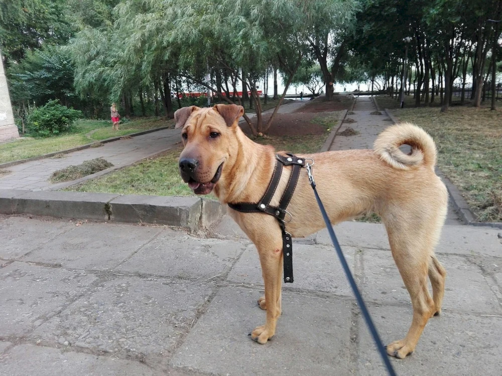Sharpei mit Schäferhund