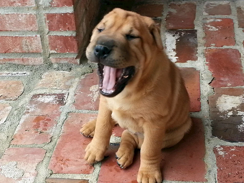 Sharpei Basset