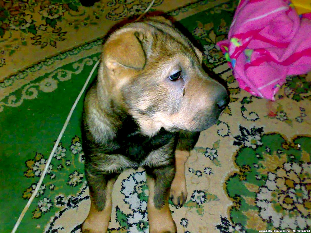 Mestis von Sharpei
