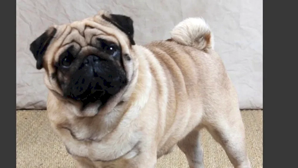 Charpay Mops