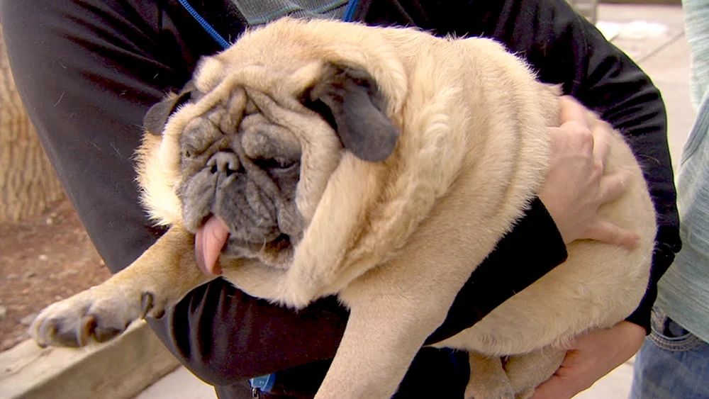 Mops