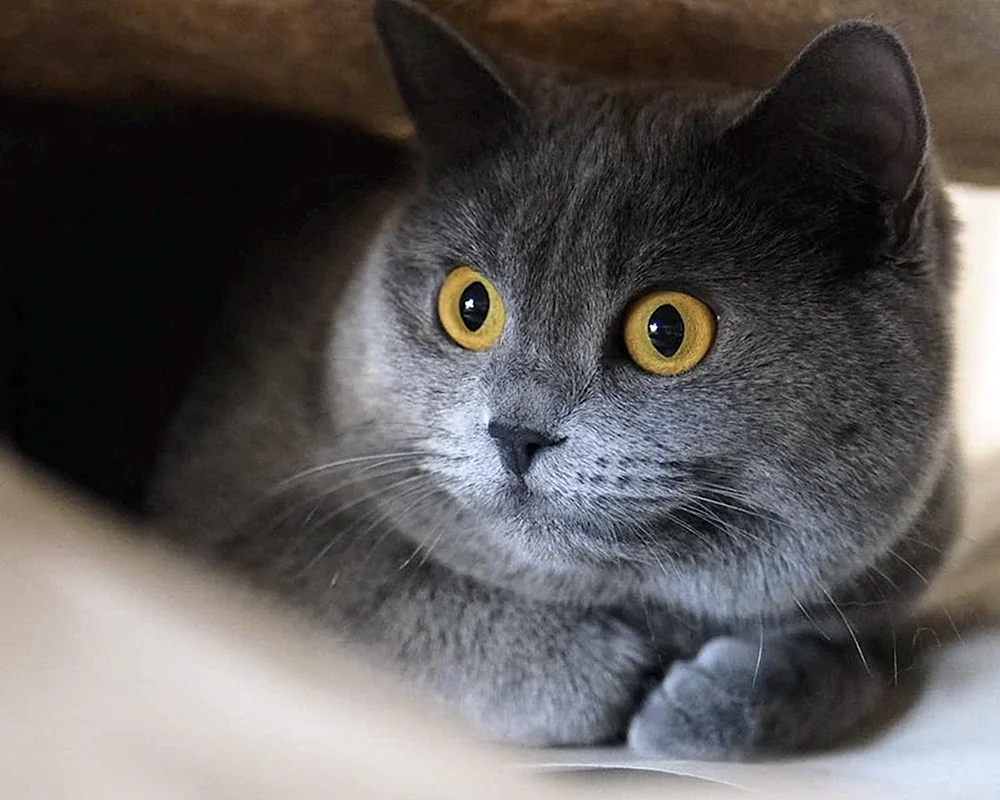 Russisch Blau mit gelben Augen