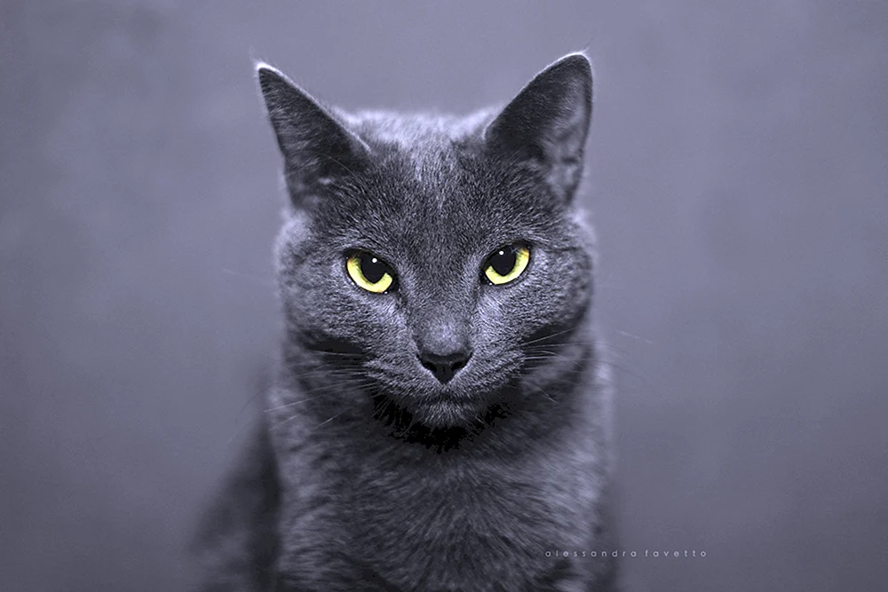 Rasse Korat