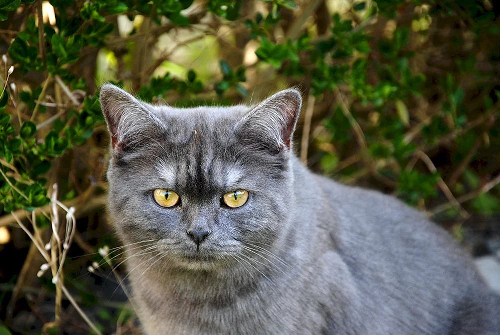 Graue Kurzhaarkatze