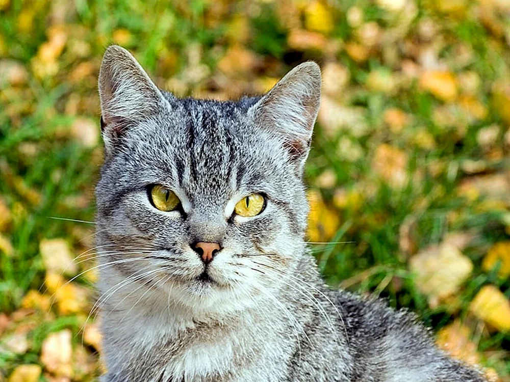 Chartreuse-Katze