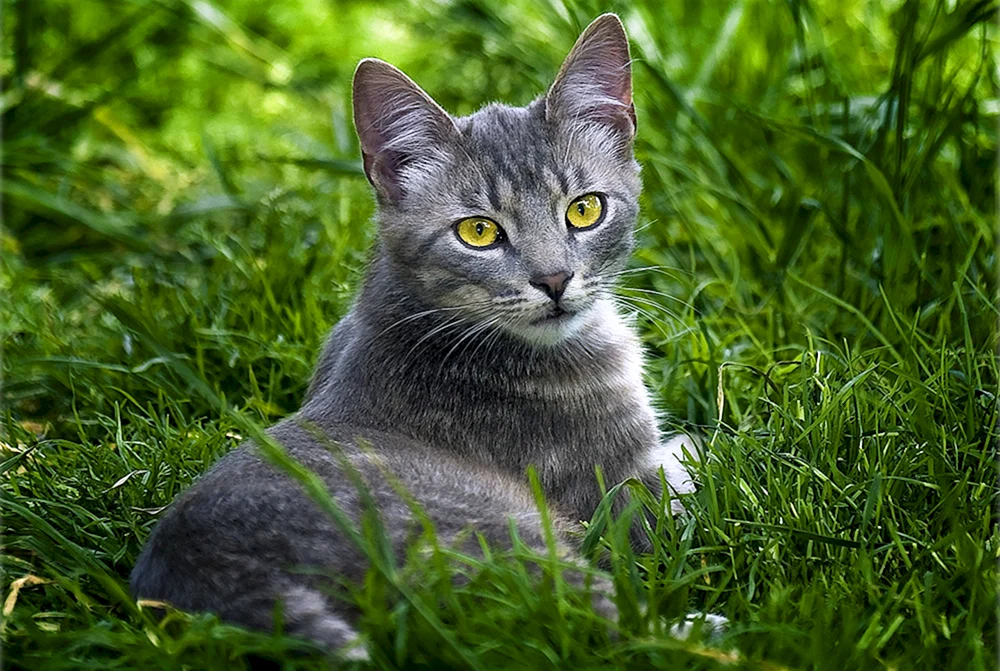 Sibirische Kurzhaarkatze grau