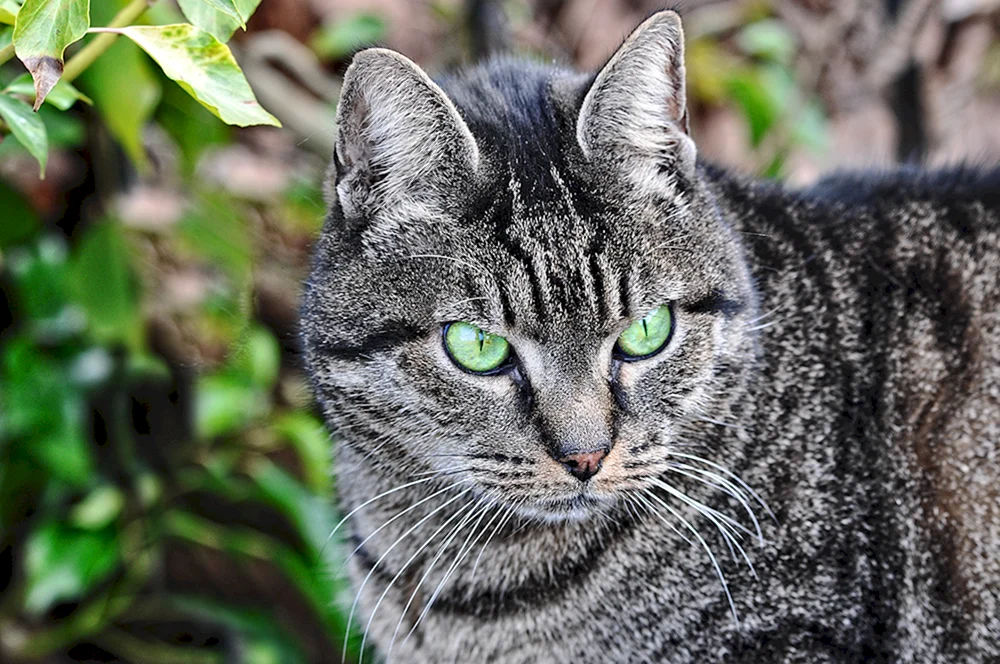 Tabby getigert gestreift
