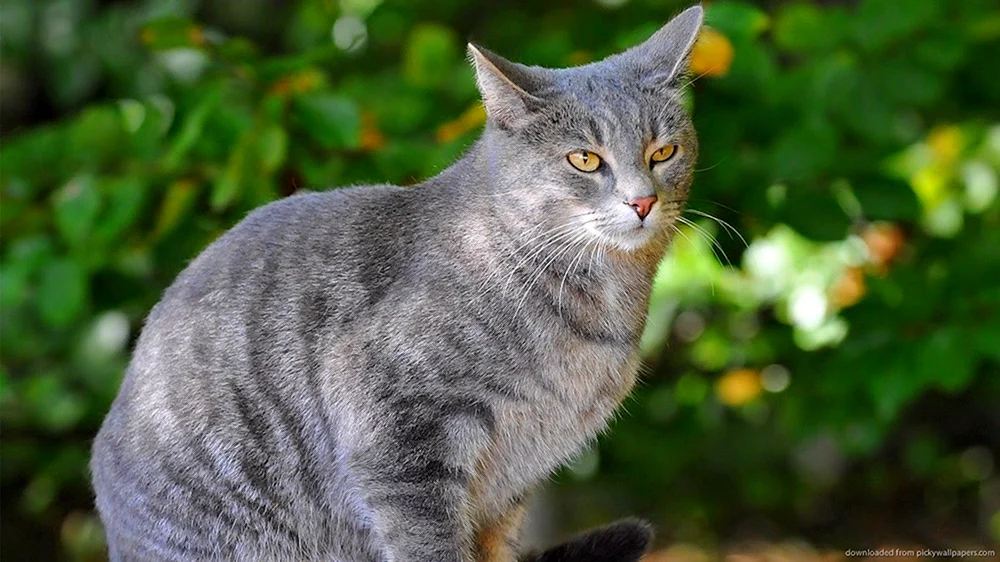 Chartreuse Katze gestreift