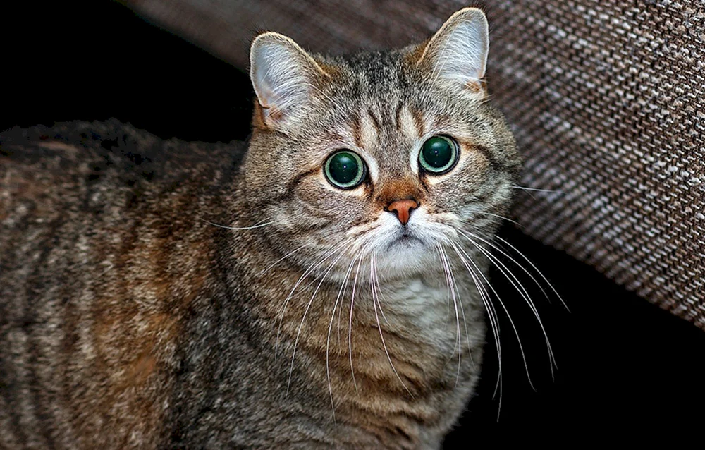 Chartreuse Katze gestreift