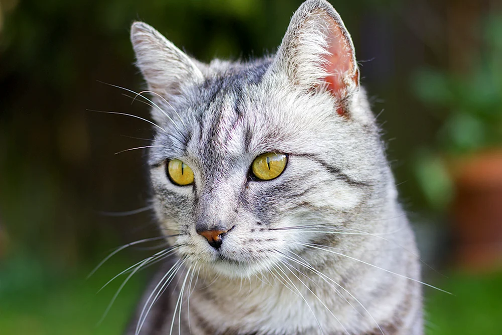 Ragdoll Rasse