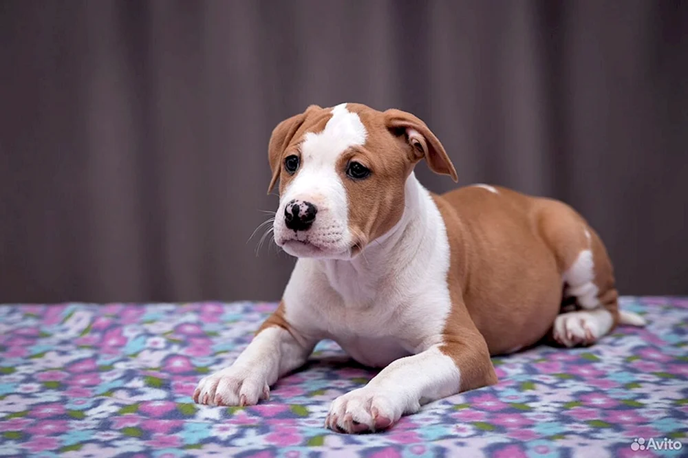 Amerikanischer Staffordshire Terrier