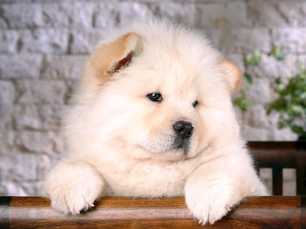 Maltipoo Teddy