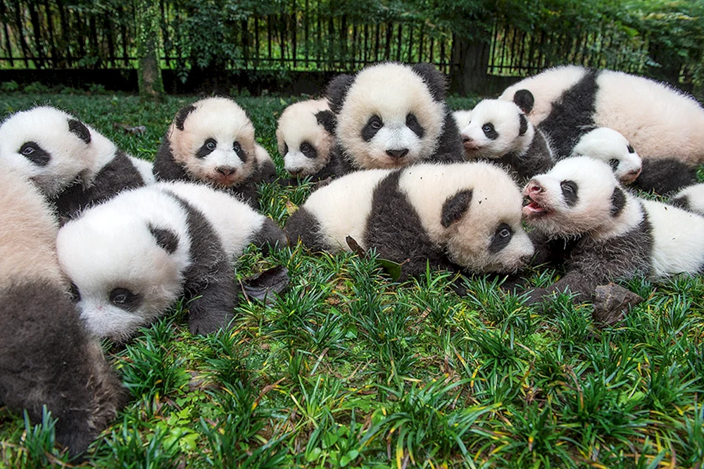 Panda mit Jungtier