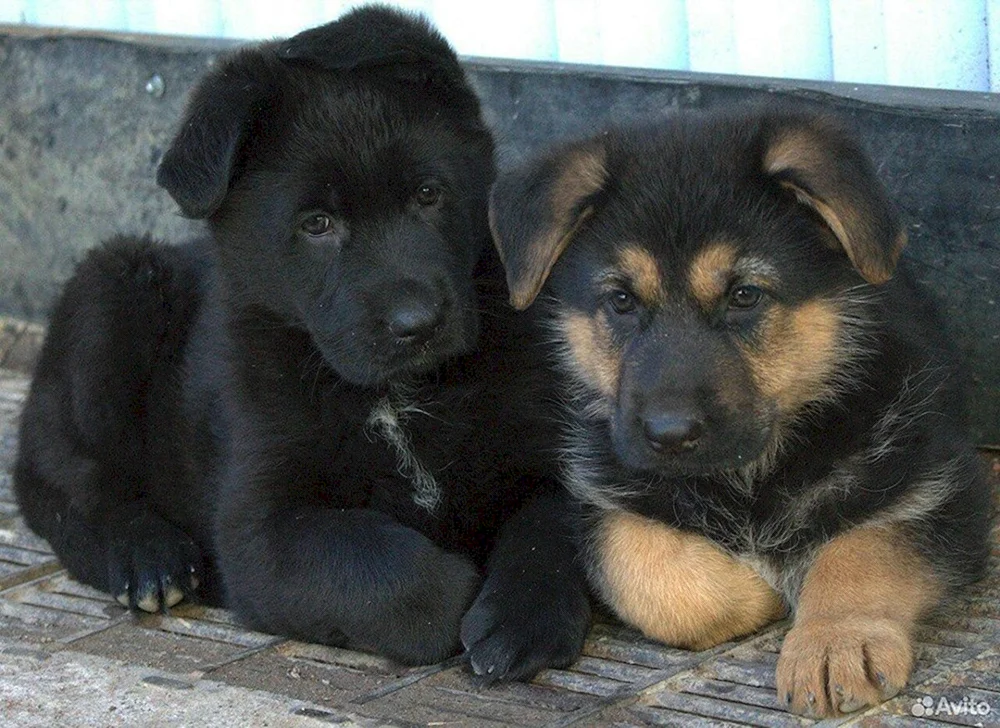 Deutsche Schäferhund Kitten