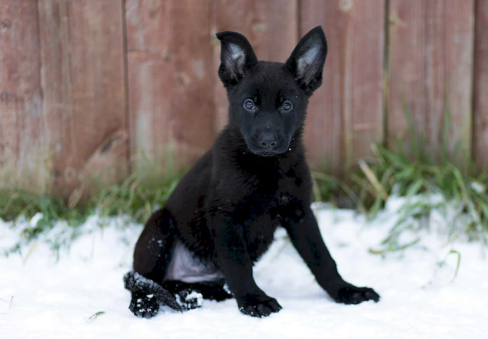 Schwarzer Deutscher Schäferhund Welpen