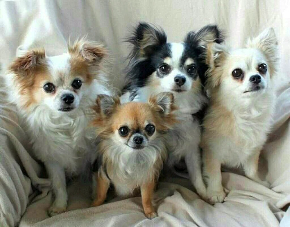 Chihuahua langhaarig