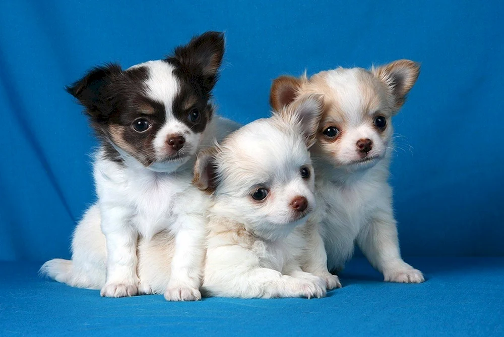 Chihuahua langhaarig Cobbie