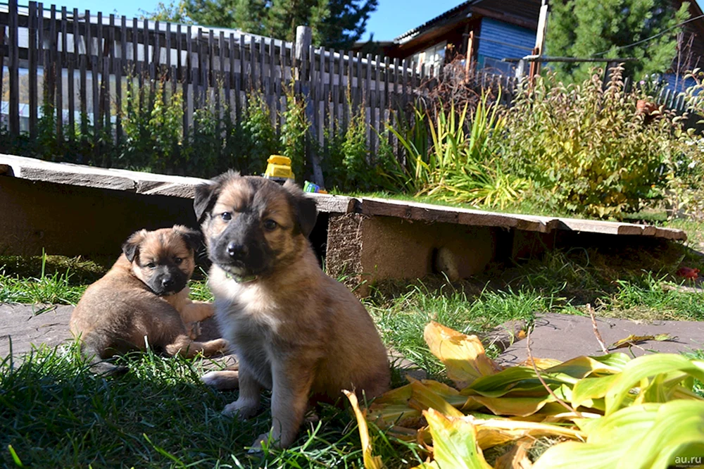 Zwergmischlingshund
