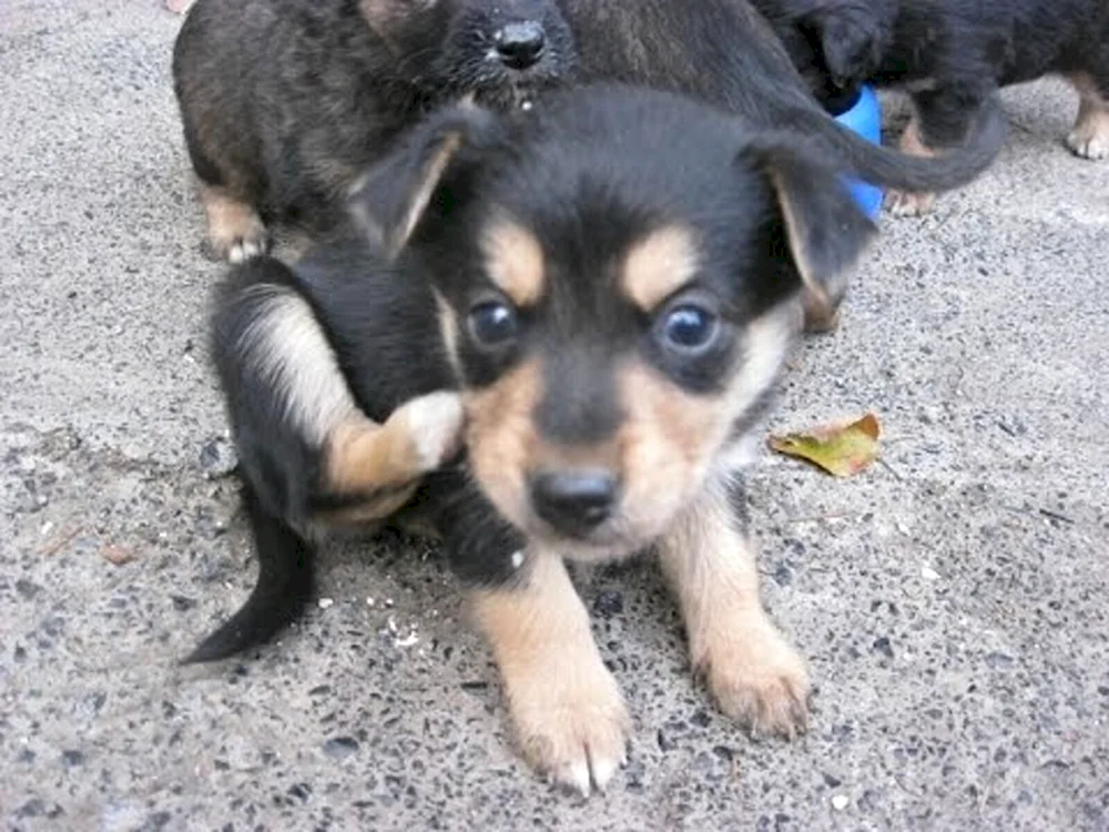 Border dog. Collie