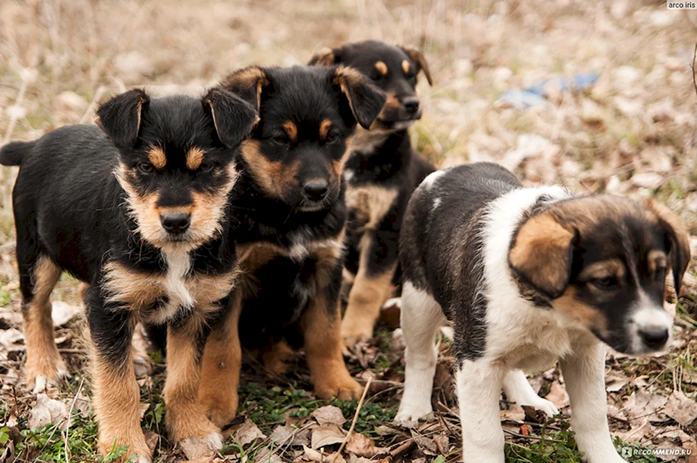 Mischling Collie