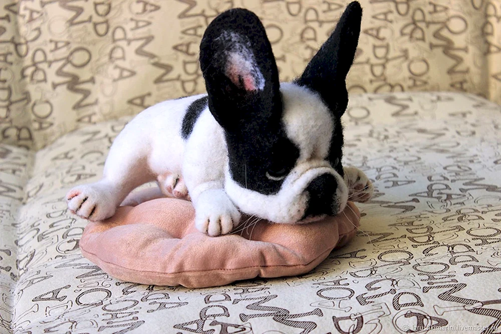 Chihuahua schwarz langhaarig