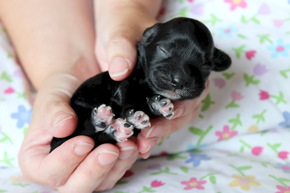 Yorkshire Terrier Welpen Neugeborene